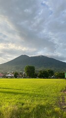 green field and blue sky
