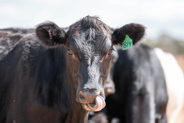 beautiful cattle in Australia  eating grass, grazing on pasture. Herd of cows free range beef being...