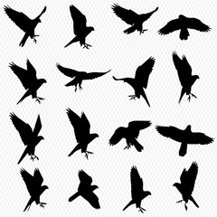 Collection of sixteen black silhouettes of hawks in various flight positions.