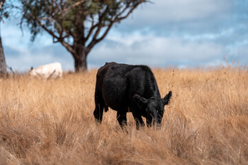 beautiful cattle in Australia  eating grass, grazing on pasture. Herd of cows free range beef being regenerative raised on an agricultural farm. Sustainable farming
