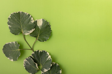 Tropical flat lay shield aralia or polyscias scutellaria leaves branch on vibrant green surface background	