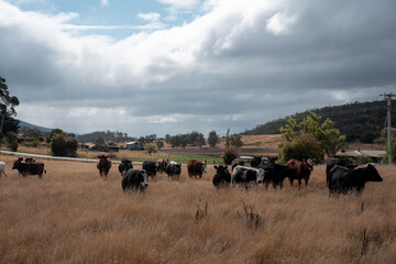Beef cows and calves grazing on grass on a beef cattle farm in  Australia. breeds include murray grey, angus and wagyu