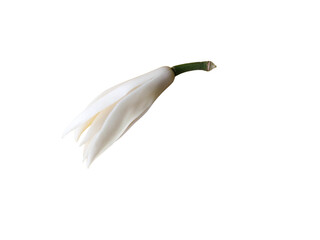 White champaka flower on a transparent background.