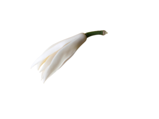 White champaka flower on a transparent background.