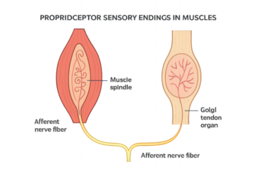 Proprioceptor Sensory Endings in Muscles Illustration