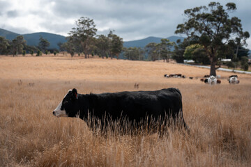 Beef cows and calves grazing on grass on a beef cattle farm in  Australia. breeds include murray grey, angus and wagyu