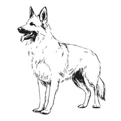 Fototapeta premium A German Shepherd dog stands and looks to the side, in a sketch style.