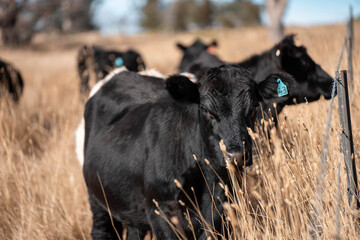 Beef cows and calves grazing on grass on a beef cattle farm in Australia. breeds include murray grey, angus and wagyu