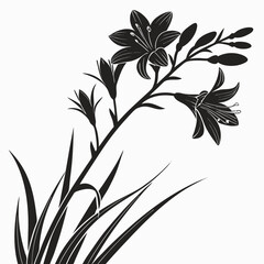 black and white ixia viridiflora