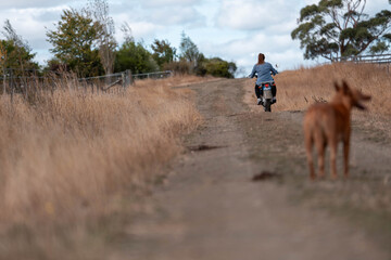 Fototapeta premium working in agriculture. girl riding a motorbike on a farm in outback Australia. Ranch worker herding cattle and cows in a field with a dog on a gravel road. Young farmer mustering livestock.