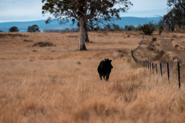 Beef cows and calves grazing on grass on a beef cattle farm in  Australia. breeds include murray grey, angus and wagyu
