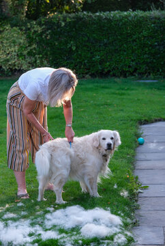 golden retriever being groomed