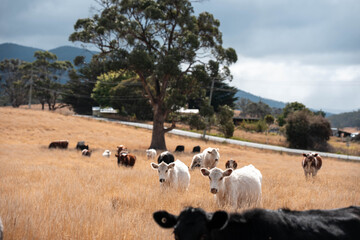 Obraz premium Beef cows and calves grazing on grass on a beef cattle farm in Australia. breeds include murray grey, angus and wagyu