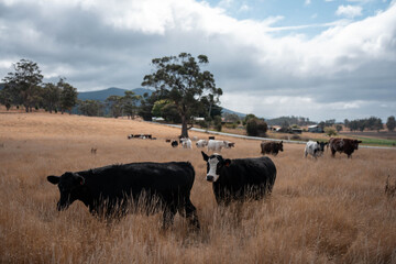 Beef cows and calves grazing on grass on a beef cattle farm in  Australia. breeds include murray grey, angus and wagyu