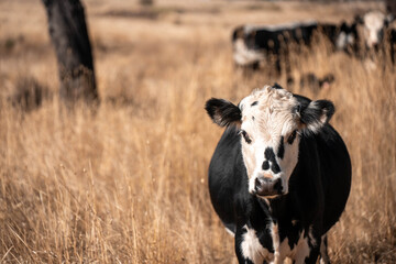 Beef cows and calves grazing on grass on a beef cattle farm in  Australia. breeds include murray...