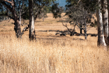 Beef cows and calves grazing on grass on a beef cattle farm in  Australia. breeds include murray grey, angus and wagyu