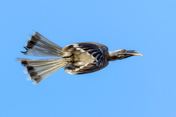 The Indian gray hornbill is a common hornbill found on the Indian subcontinent. It is mostly arboreal and is commonly sighted in pairs.