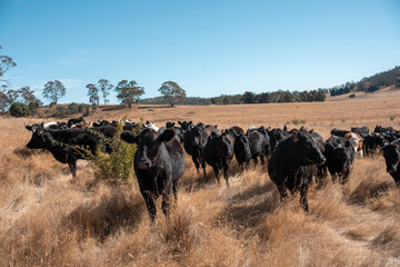 Beef cows and calves grazing on grass on a beef cattle farm in  Australia. breeds include murray grey, angus and wagyu