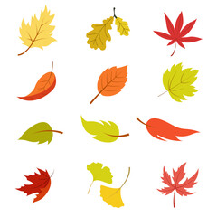 Set of fall leaves on white background. Elements of nature. Autumn illustration Vector