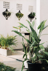 Modern tropical guesthouse in Sri Lanka with white minimalist facade, black concrete furniture, palm trees, and lush potted plants