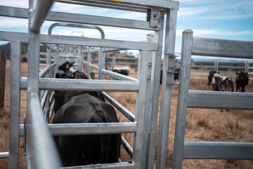 female australian farmer working in stock yards with a herd of cows, Hardworking Farmer Monitoring Cattle on a Rural Australian farm. innovation in agriculture with regenerative organic farm