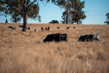Carbon neutral cattle farming in a free range field on a farm in Australia  beautiful cattle in Australia eating grass, grazing on pasture. Herd of cows free range beef being regenerative raised