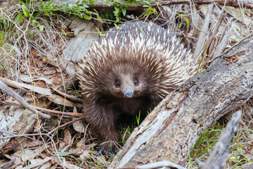 Echidna in Westerfolds Park in Australia