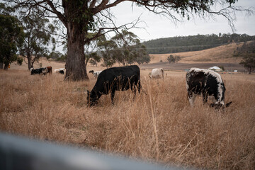 Carbon neutral cattle farming in a free range field on a farm in Australia  beautiful cattle in Australia eating grass, grazing on pasture. Herd of cows free range beef being regenerative raised