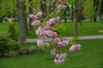 Beautiful sakura flowers in the spring park. Selective focus of pink sakura flowers with copy space. Wallpaper. Banner.