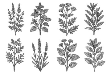 Medicinal herbs and flowers in vintage botanical engraving style, Transparent Background