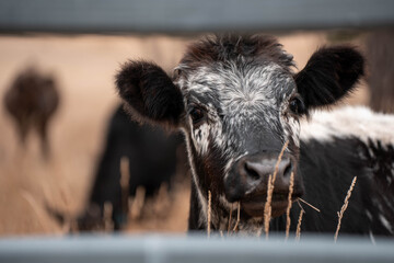 female australian farmer working in stock yards with a herd of cows, Hardworking Farmer Monitoring Cattle on a Rural Australian farm. innovation in agriculture with regenerative organic farm
