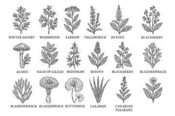 Medicinal herbs and flowers in vintage botanical engraving style, Transparent Background