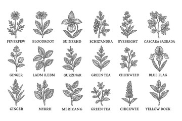 Medicinal herbs and flowers in vintage botanical engraving style, Transparent Background