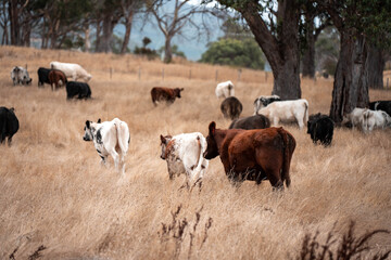 Carbon neutral cattle farming in a free range field on a farm in Australia  beautiful cattle in Australia eating grass, grazing on pasture. Herd of cows free range beef being regenerative raised