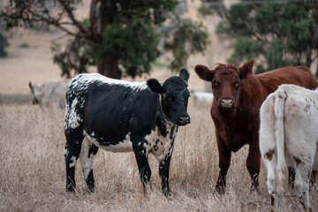 Carbon neutral cattle farming in a free range field on a farm in Australia  beautiful cattle in Australia eating grass, grazing on pasture. Herd of cows free range beef being regenerative raised