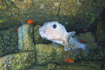 Pufferfish, light gray with dark speckled spots, is centrally located in a rocky underwater scene © Mason