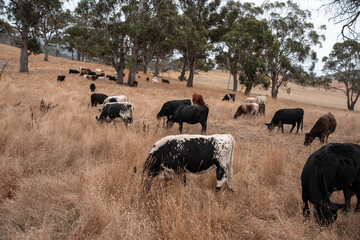Fototapeta premium Carbon neutral cattle farming in a free range field on a farm in Australia beautiful cattle in Australia eating grass, grazing on pasture. Herd of cows free range beef being regenerative raised