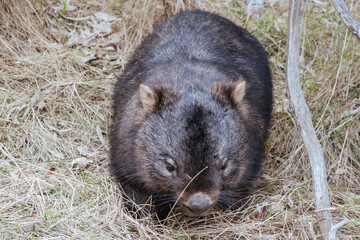 Wombat in Westerfolds Park in Australia