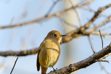 冬の枝に止まるジョウビタキのメス