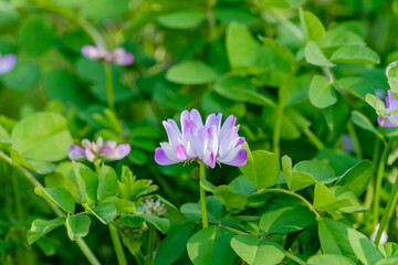 レンゲソウが咲く春の草原