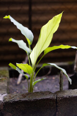Curcuma longa L plant healthy grow.