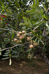 Dimocarpus Longan fruit