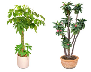 観葉植物の切抜き素材（背景透過）