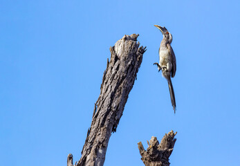 The Indian gray hornbill is a common hornbill found on the Indian subcontinent. It is mostly arboreal and is commonly sighted in pairs.