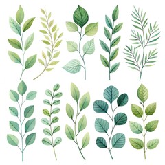 Delicate watercolor botanicals showcase various leafy branches in soothing green hues perfect for natural designs and elegant branding.