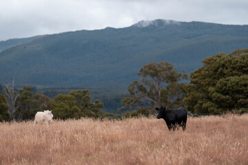 Fototapeta premium Carbon neutral cattle farming in a free range field on a farm in Australia beautiful cattle in Australia eating grass, grazing on pasture. Herd of cows free range beef being regenerative raised