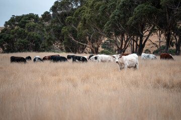 Carbon neutral cattle farming in a free range field on a farm in Australia  beautiful cattle in Australia eating grass, grazing on pasture. Herd of cows free range beef being regenerative raised