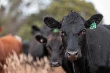 Carbon neutral cattle farming in a free range field on a farm in Australia  beautiful cattle in Australia eating grass, grazing on pasture. Herd of cows free range beef being regenerative raised