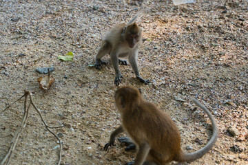 Singe macaques