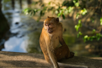 Singe macaques